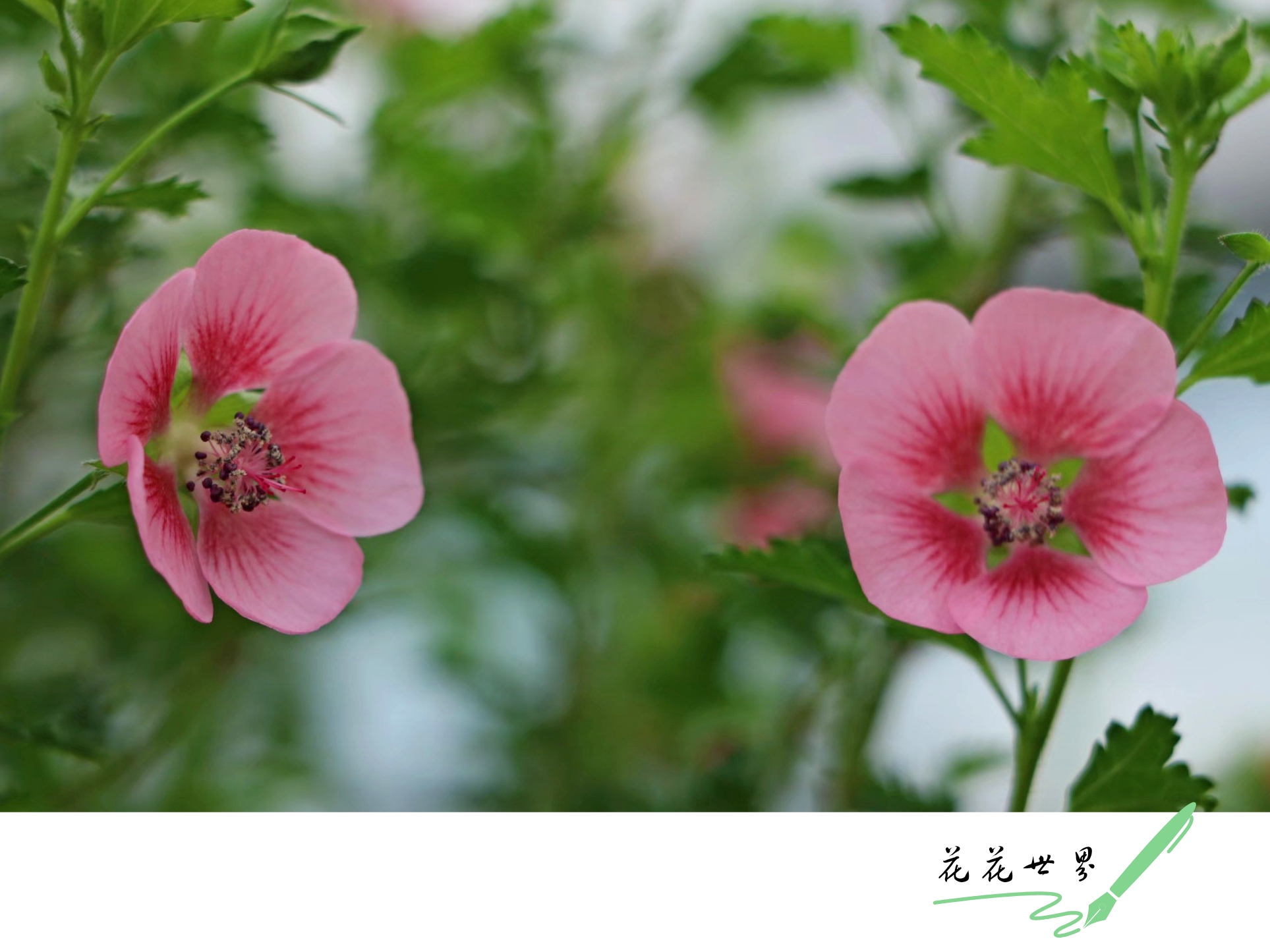 小木槿属锦葵科,别称迷你木槿,南非葵,玲珑木槿,花期短,只有一天