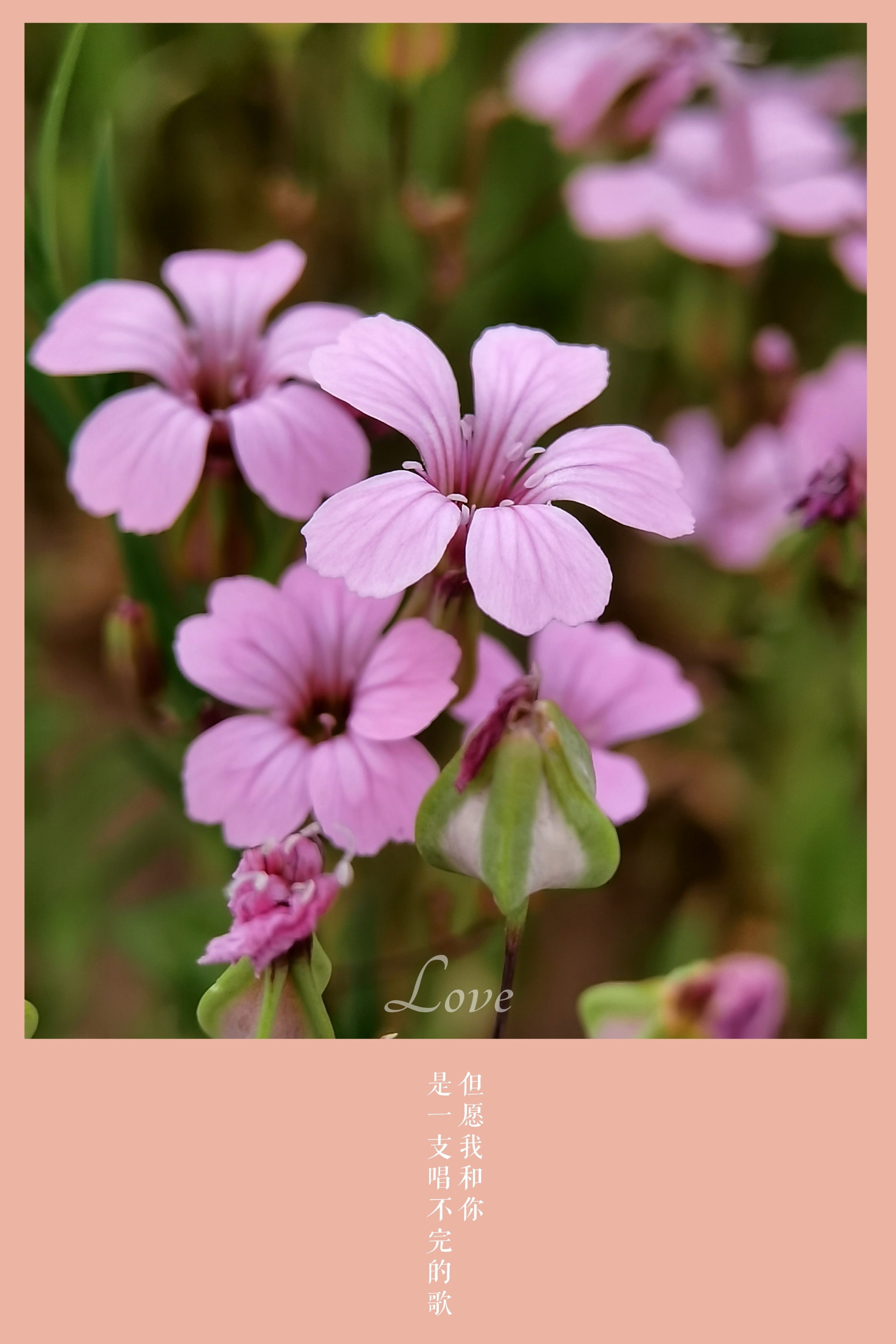 rauschert)是石竹科麥藍菜屬植物.