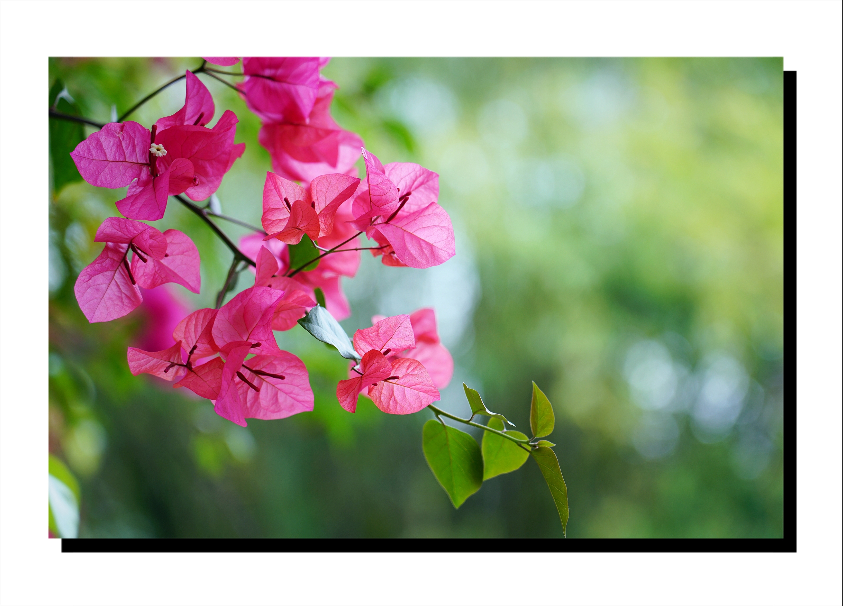 的一簇簇,一丛丛娇艳夺目,三个花瓣喇叭似的张开的紫色小花朵缀满枝头