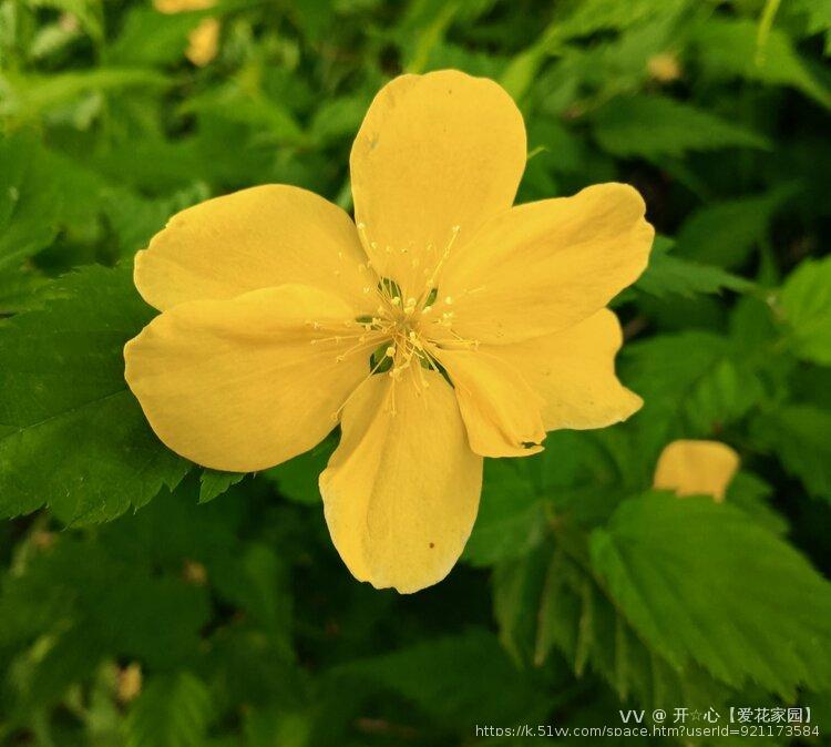 单瓣棣棠花首发