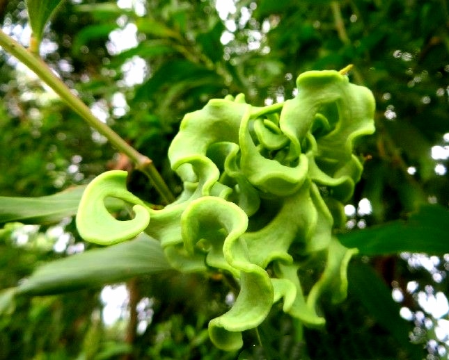 【首发】大叶相思奇异有趣的果实(一)