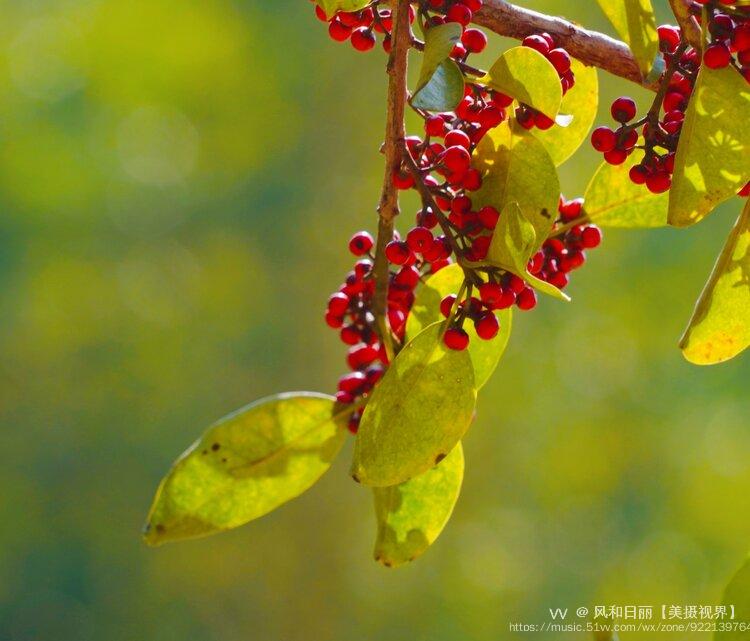 園林應用習慣稱為萬子千紅樹(意即多子多孫,興旺發達之意,是旺家旺業