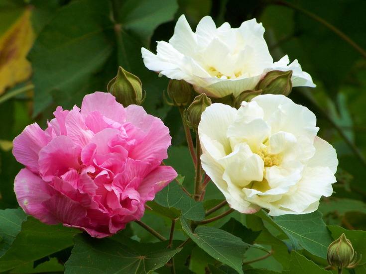 水芙蓉之于夏,木芙蓉之于秋