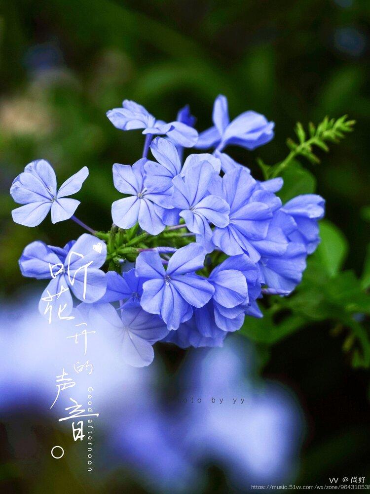 蓝雪花的花语是冷淡,花朵颜色为蓝紫色,给人一种清淡的感觉,而且蓝