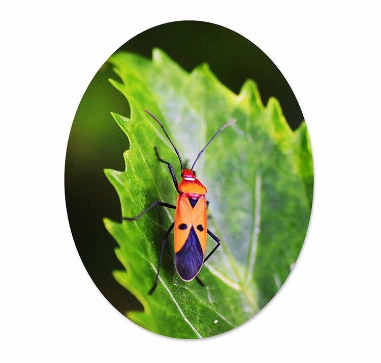 棉红蝽幼虫图片