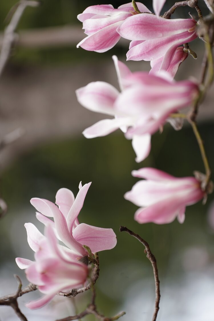 《一束玉兰一树馨香》