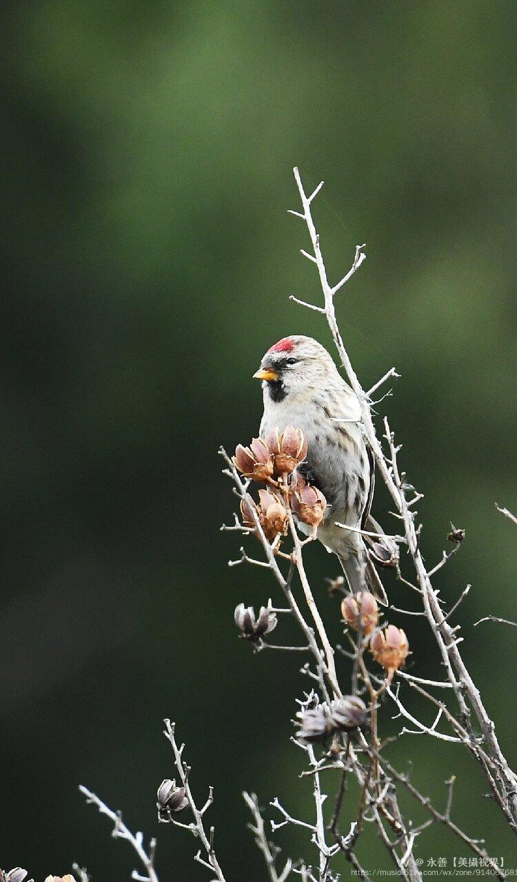 白腰朱顶雀:俗名朱点,朱顶红,苏雀.