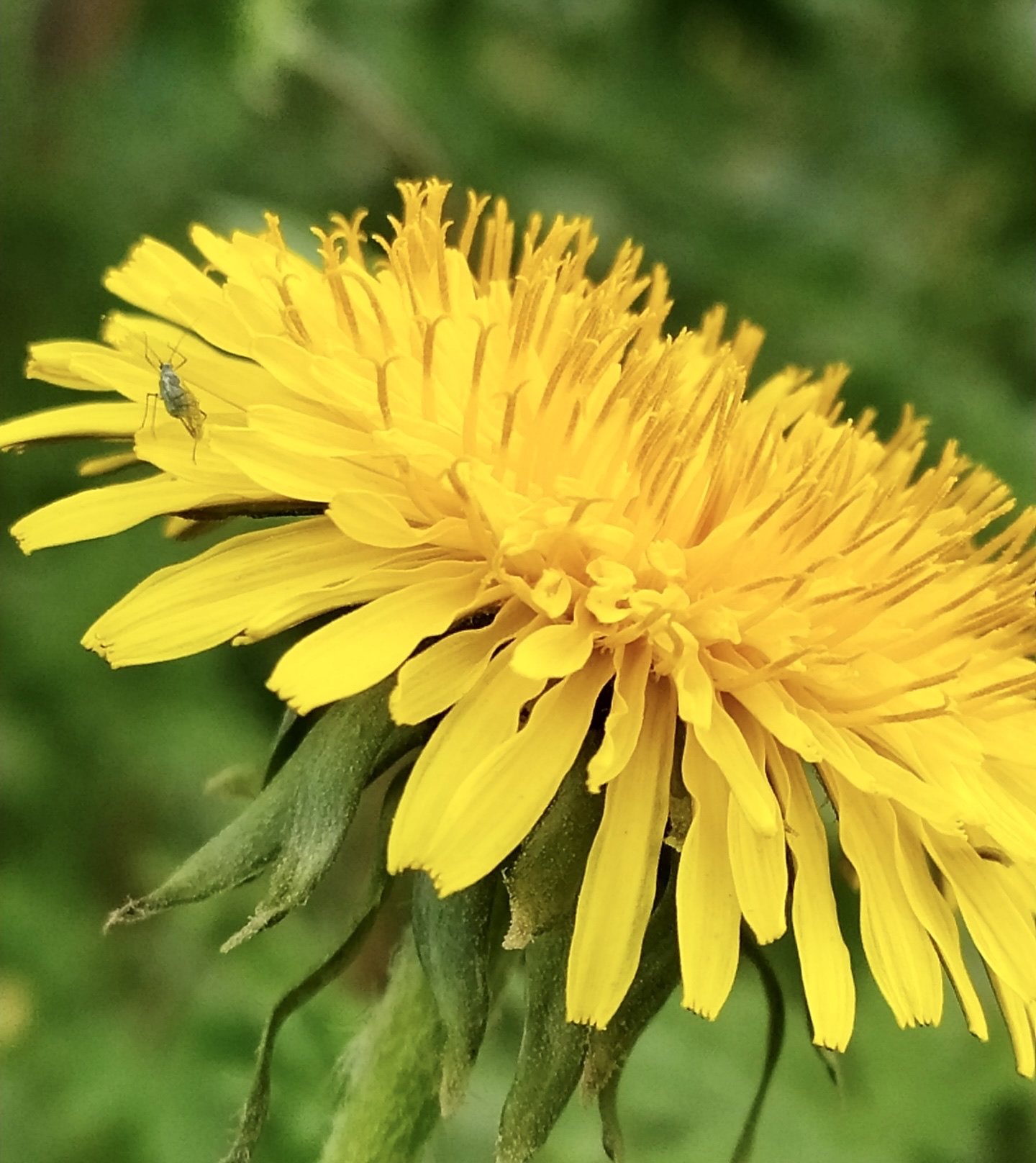 [首发]蒲公英花