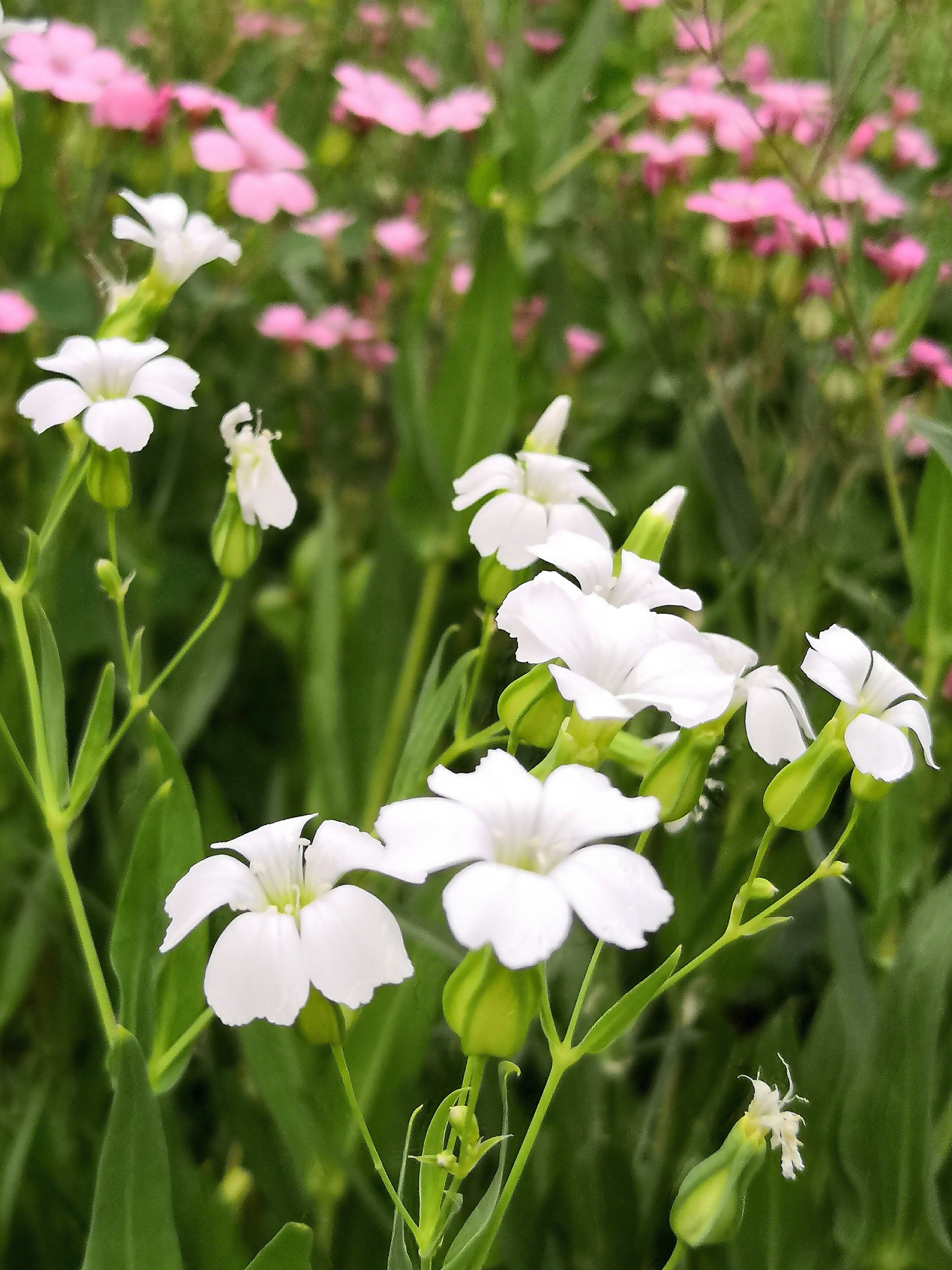 麦蓝菜礼赞【首发】