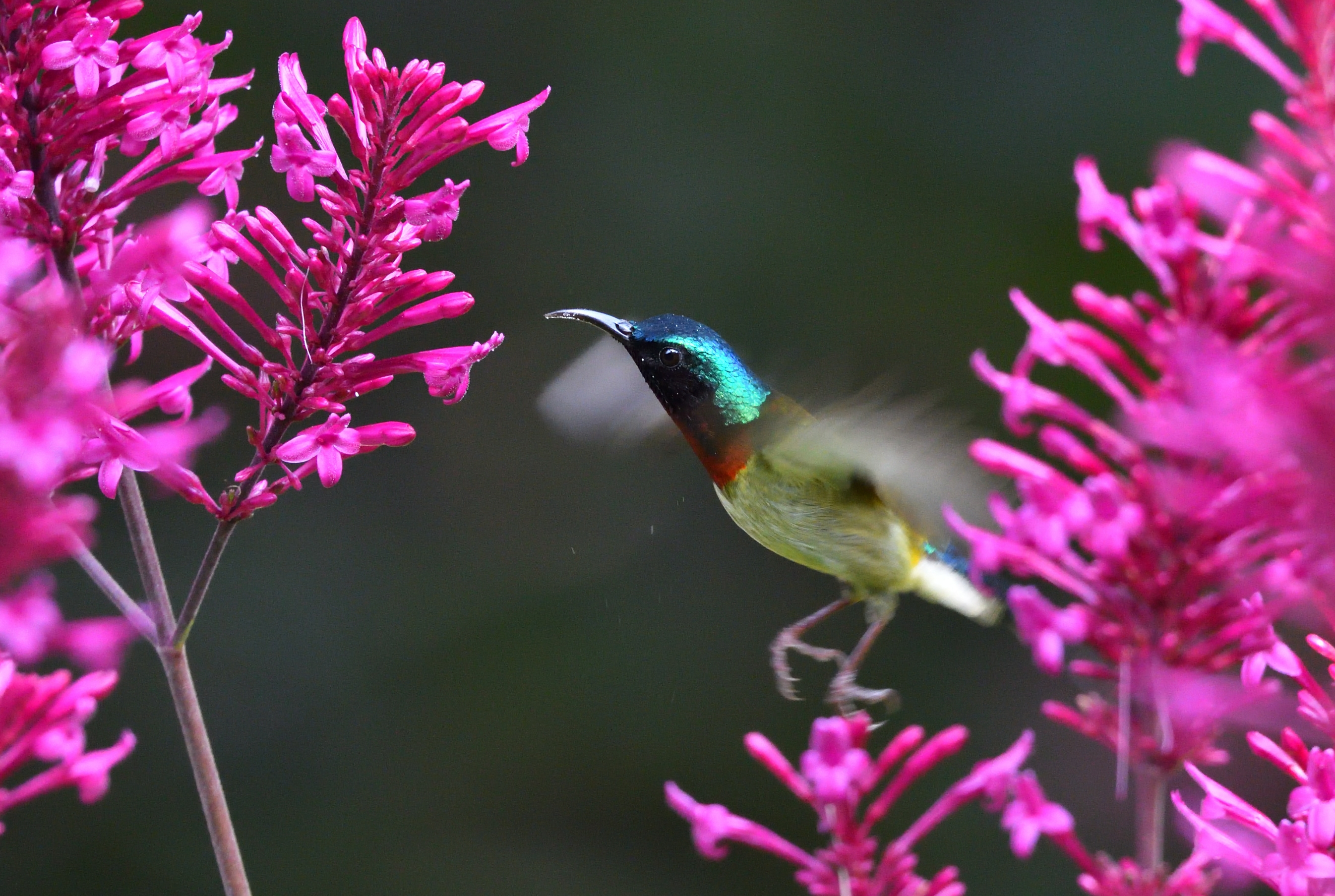 叉尾太阳鸟爱上花