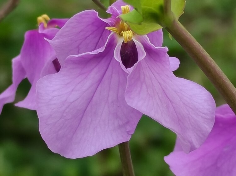 郊野路边的诸葛花