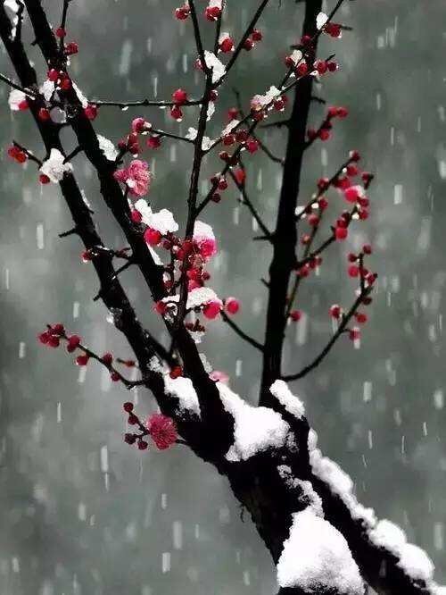 七律梅雪吟新韵连珠体十首文枯叶秋蝉