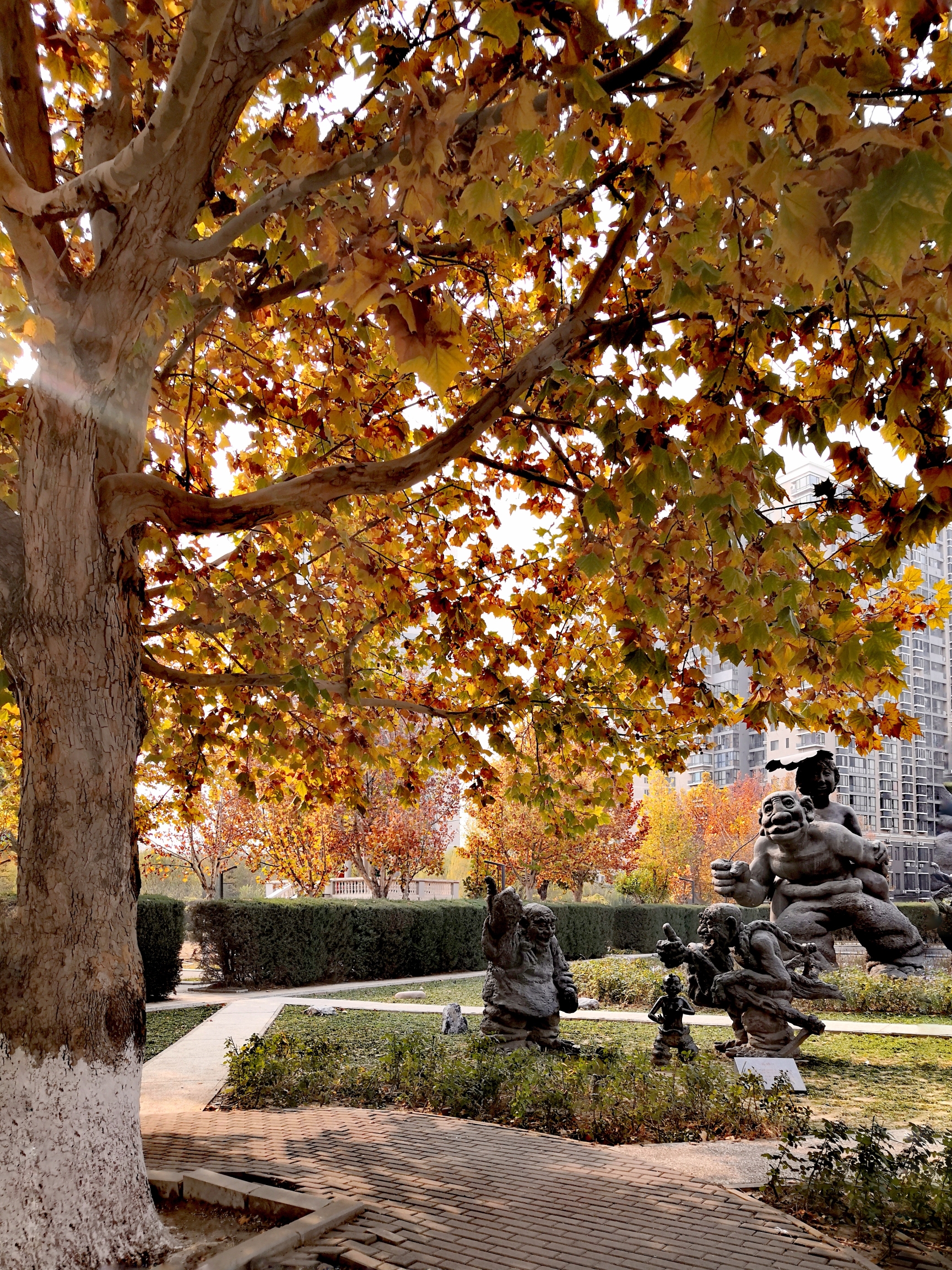 梧桐树下呈吉祥【首发】