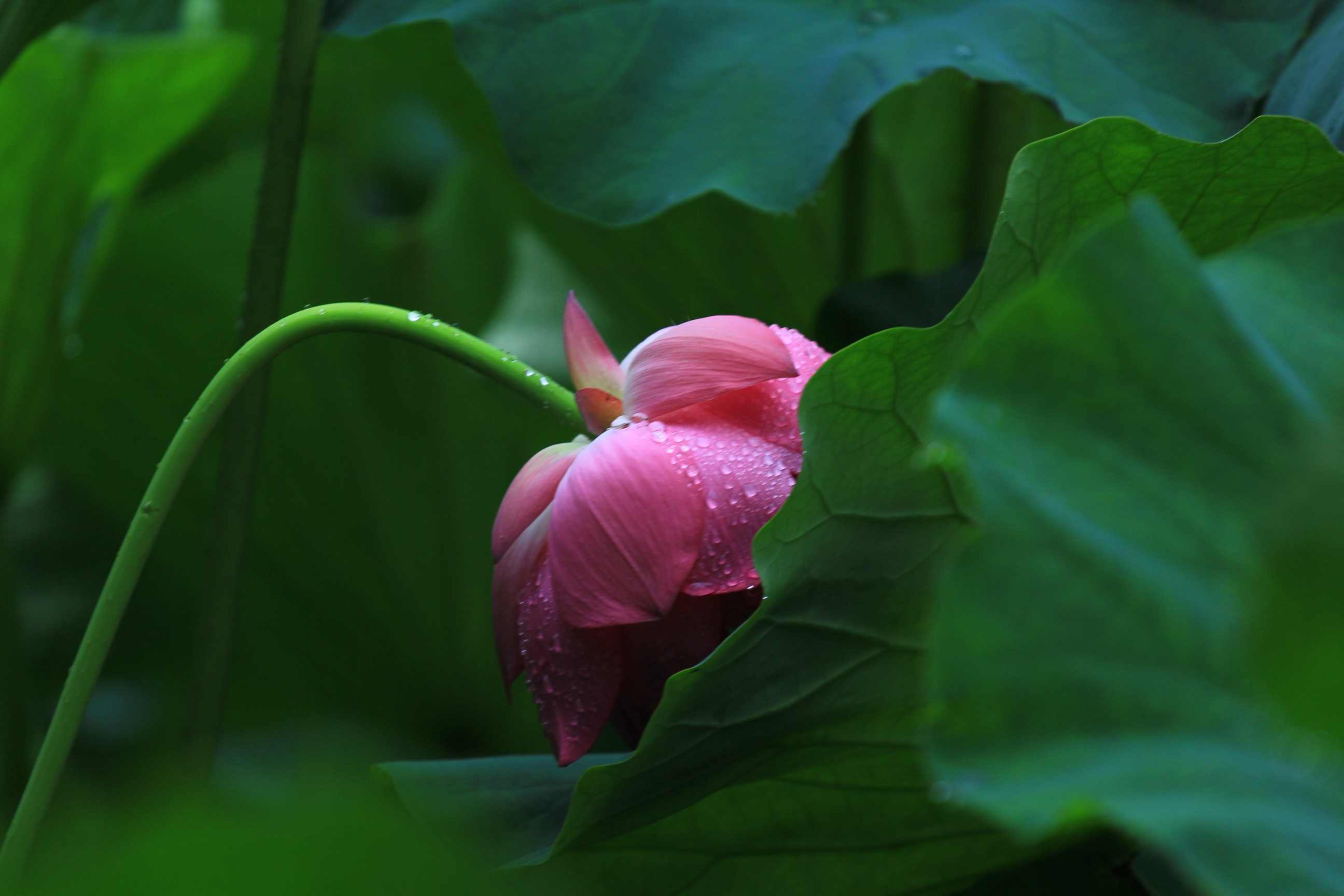 秋日荷花【首发】