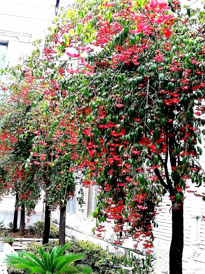【首发】金丝吊蝴蝶