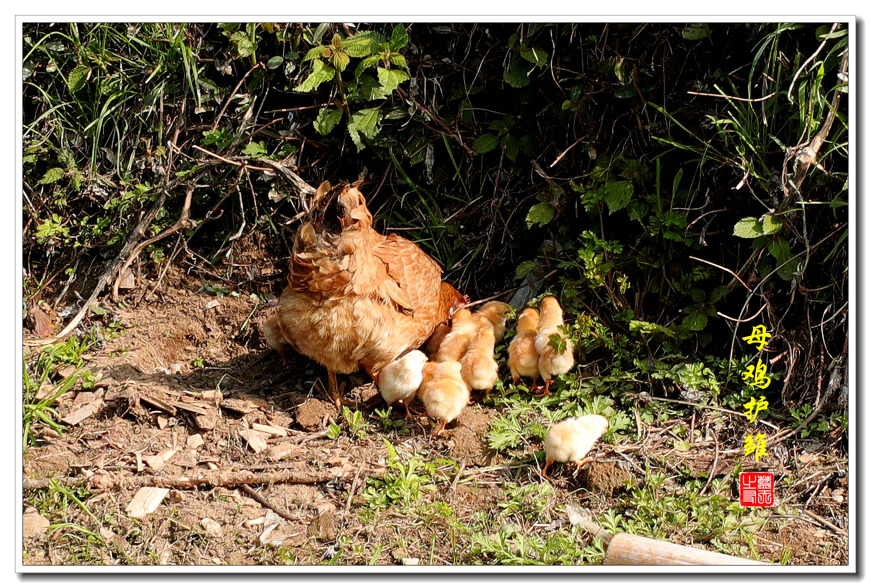 老母鸡保护小鸡图片图片