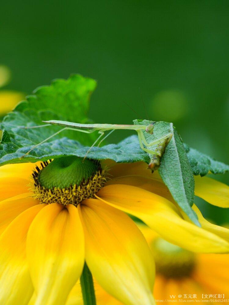 螳螂捕虫儿