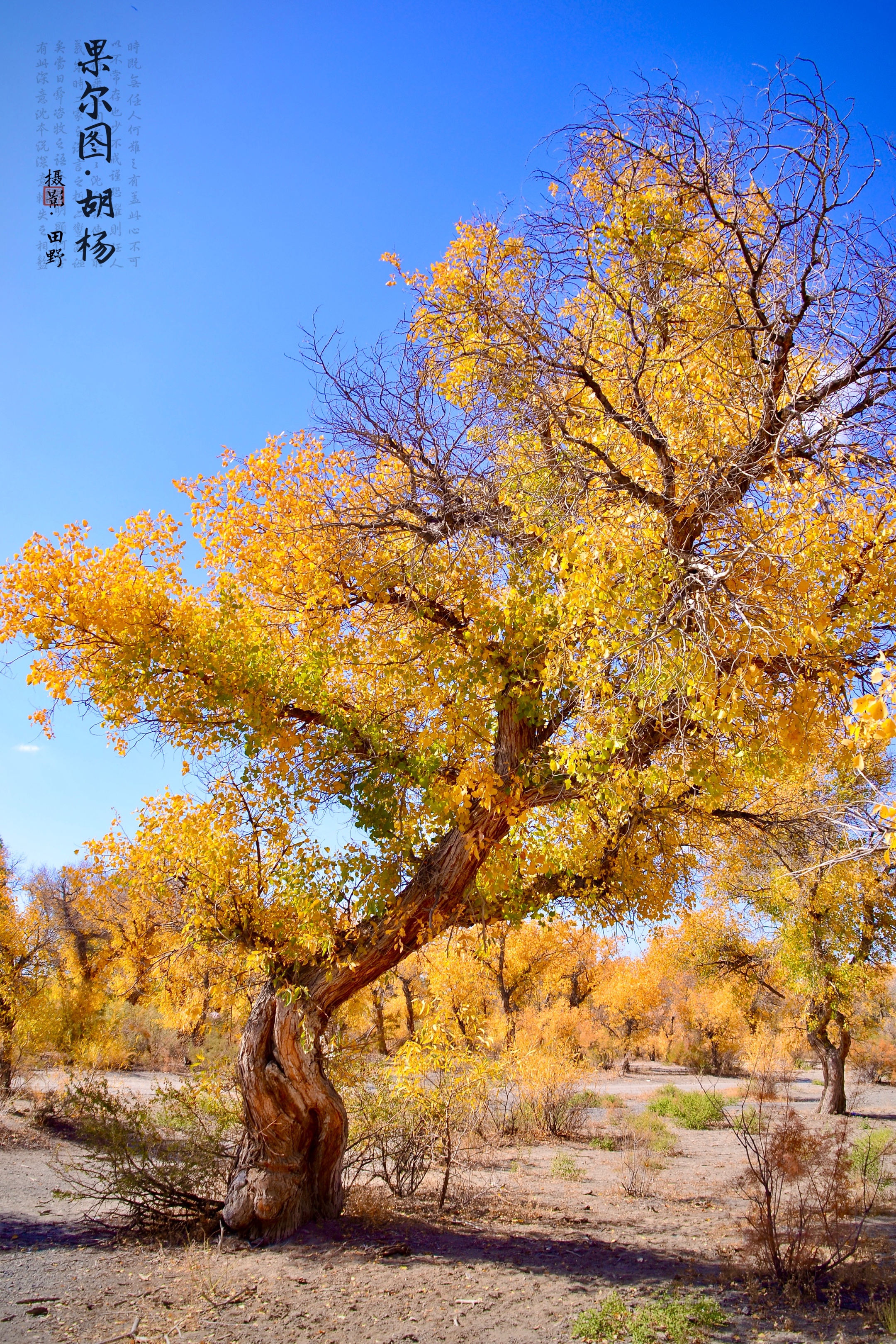 英雄树-胡杨(首发)