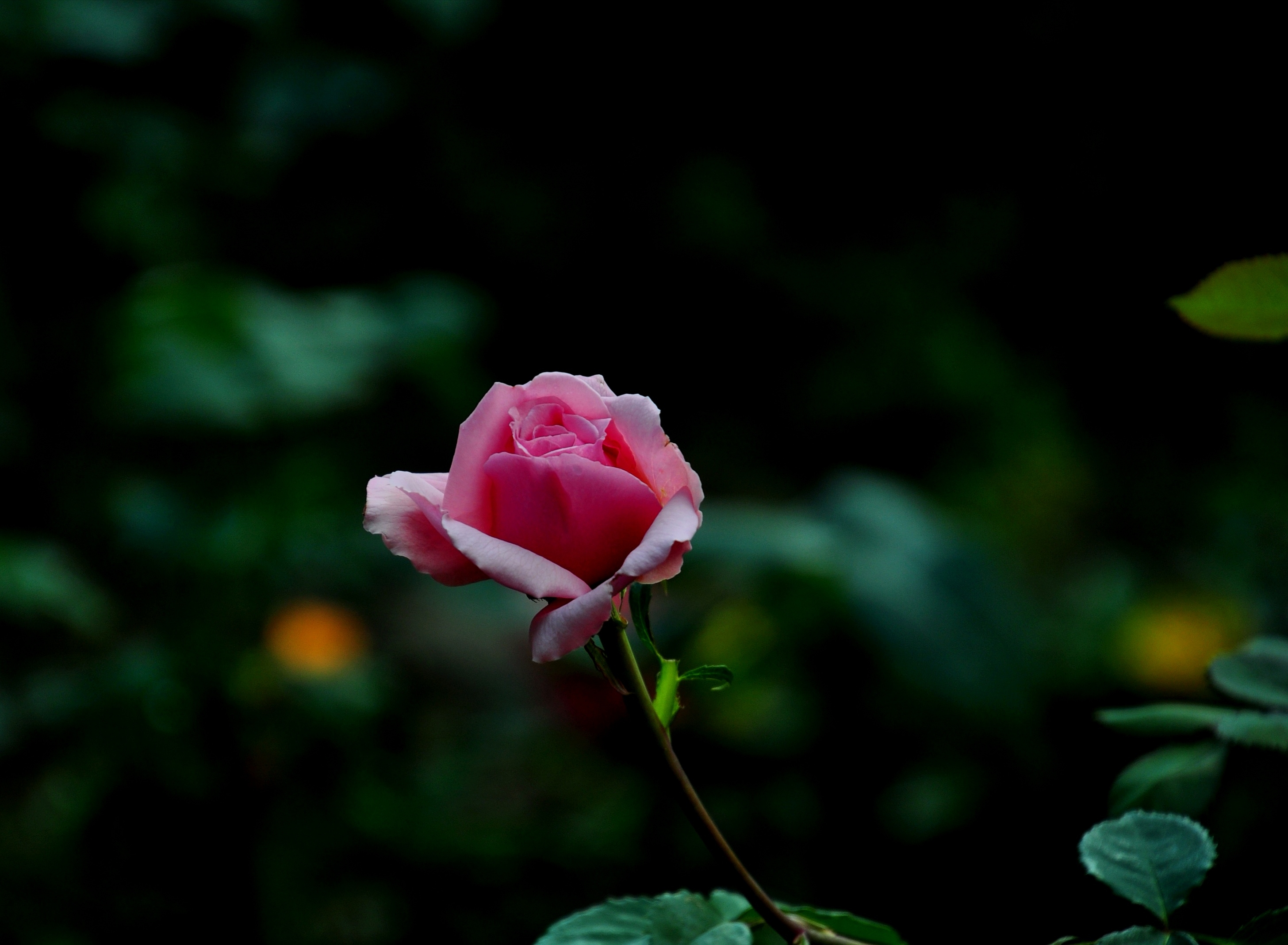 我来到花坛边,花坛里的玫瑰花色彩艳丽:白的如雪,红的似火,黄的似金