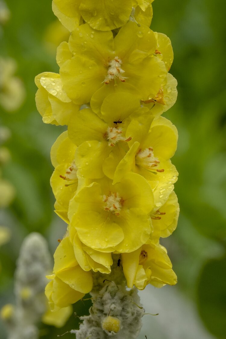 首發銀絲毛蕊花