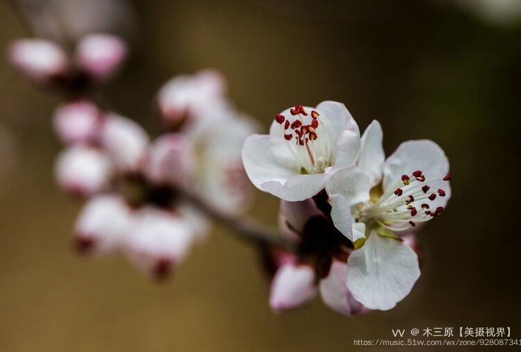 山桃花期早,花時美麗可觀,並有曲枝,白花,柱形等變異類型.