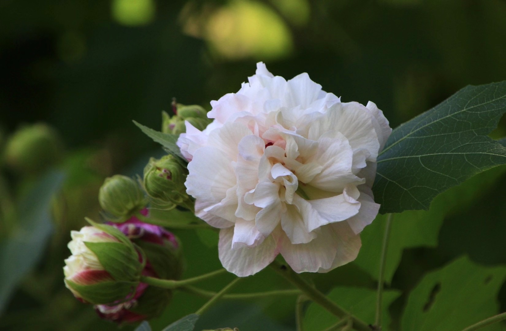 三醉芙蓉(vv首发)