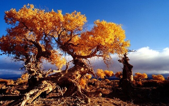 大漠胡杨朗诵佚名一方作者烟雨苍茫