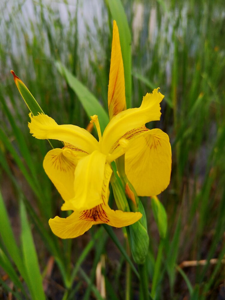 首发黄扇鸢尾