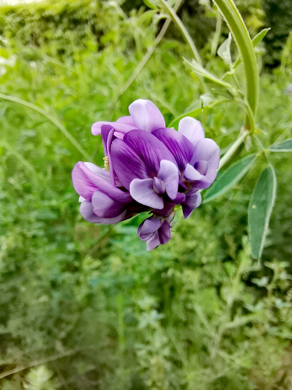 鏡頭下的苜蓿花