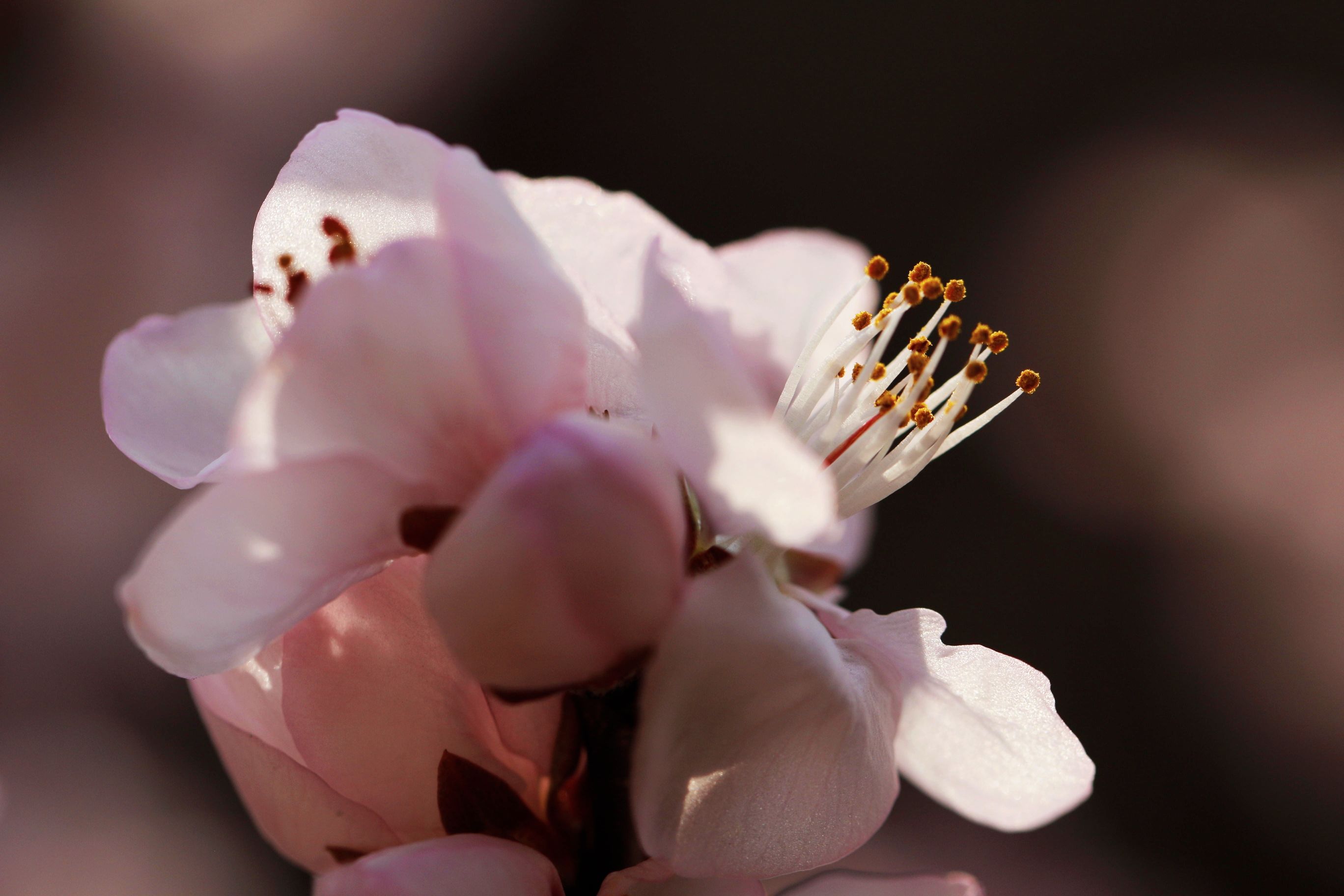 山桃花儿朵朵开