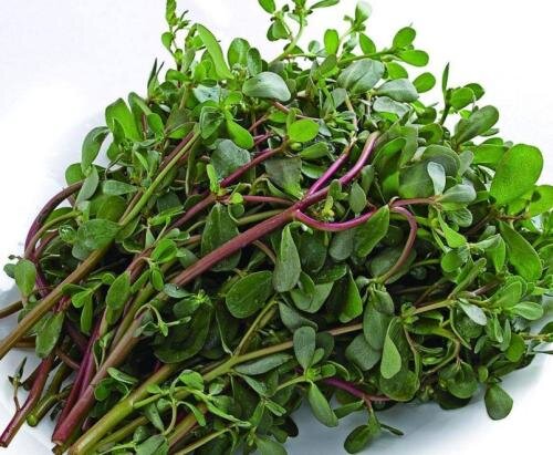 马牙菜图片来源网络