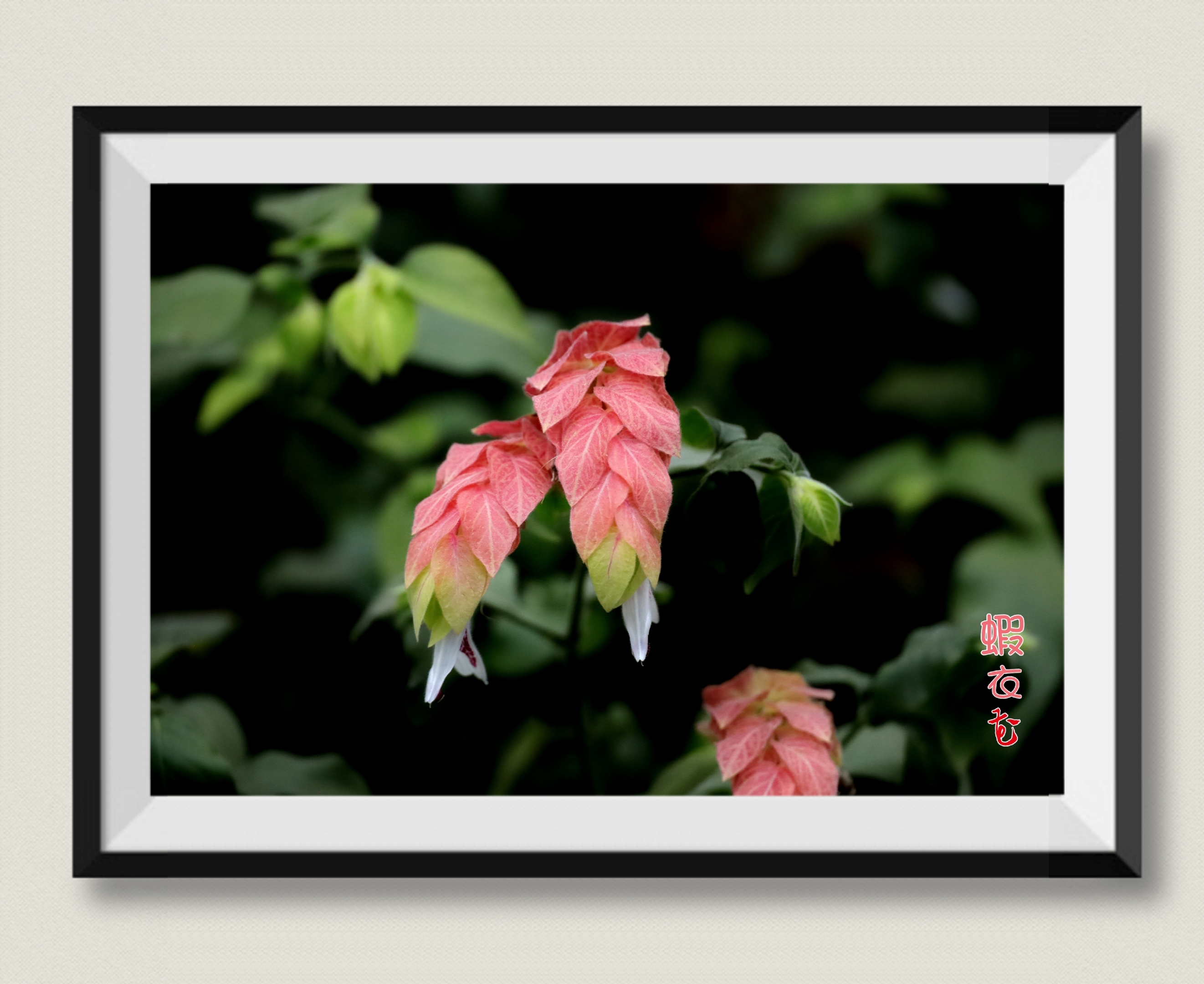 虾衣花别称虾夷花,虾衣草,狐尾木,麒麟吐珠,红虾花,是爵床科,麒麟