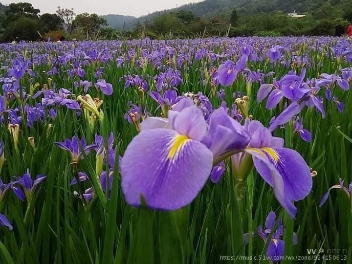 紫色鸢尾花海