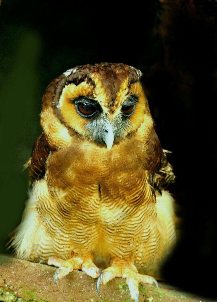 在马来西亚动物园里拍猫头鹰鸮首发