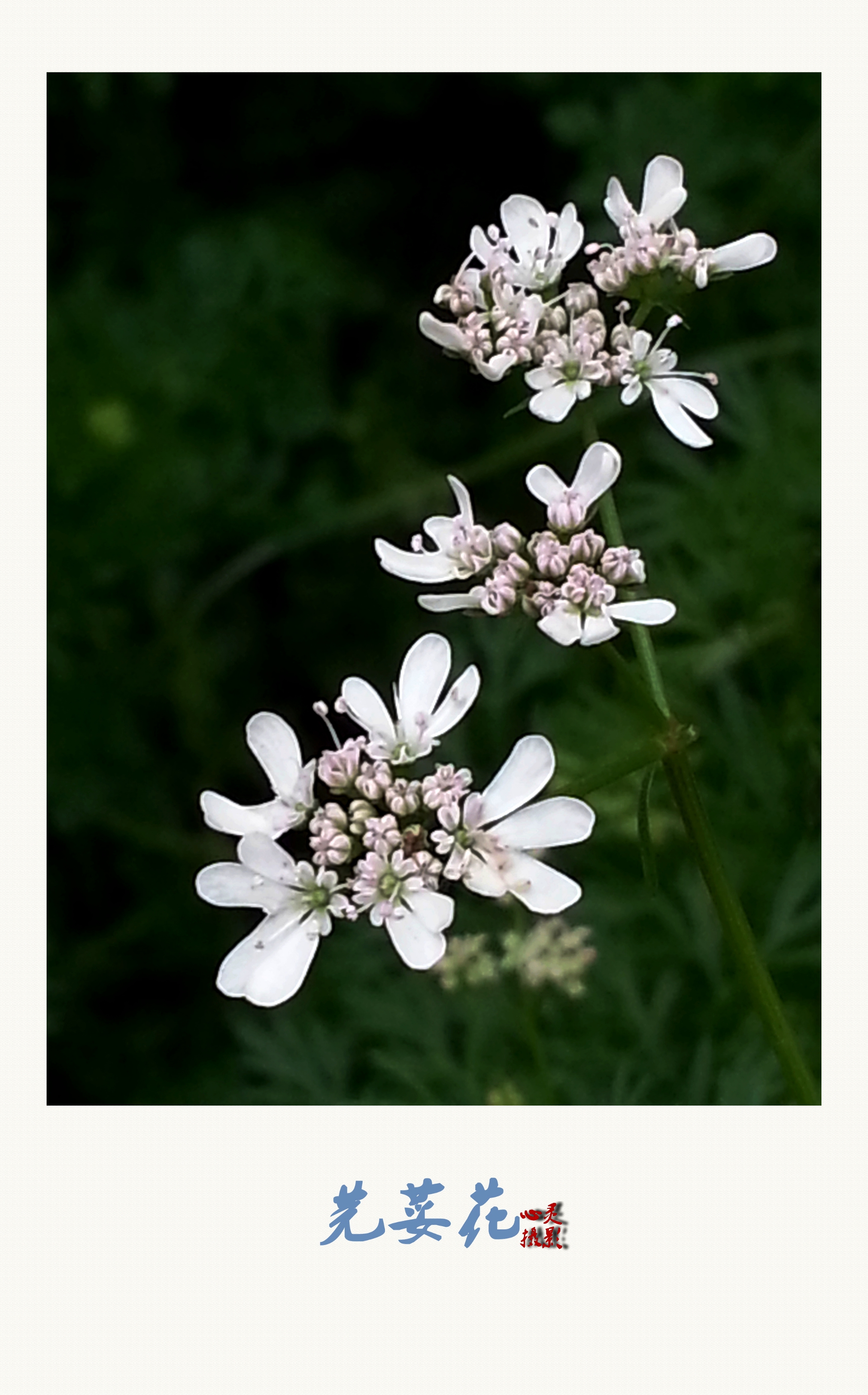 【首发】芳香的芫荽花