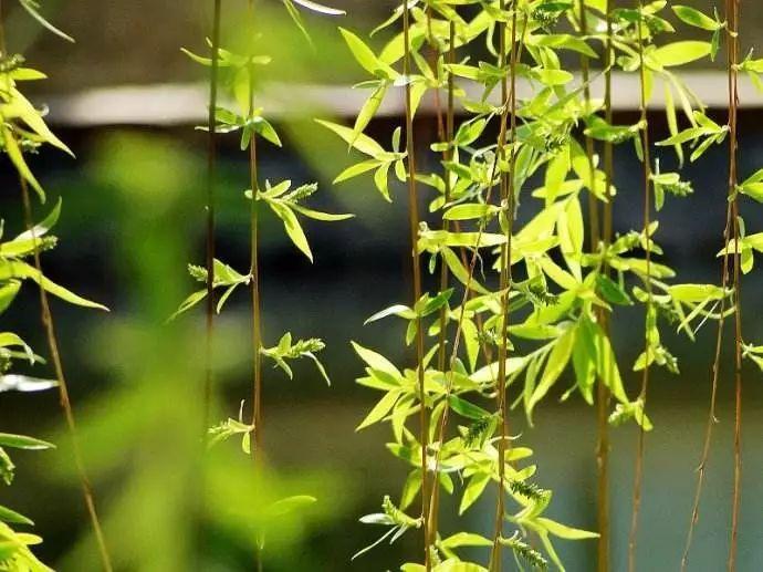 闻小语每到清明时节,很多地方的人们都有折柳的习俗.