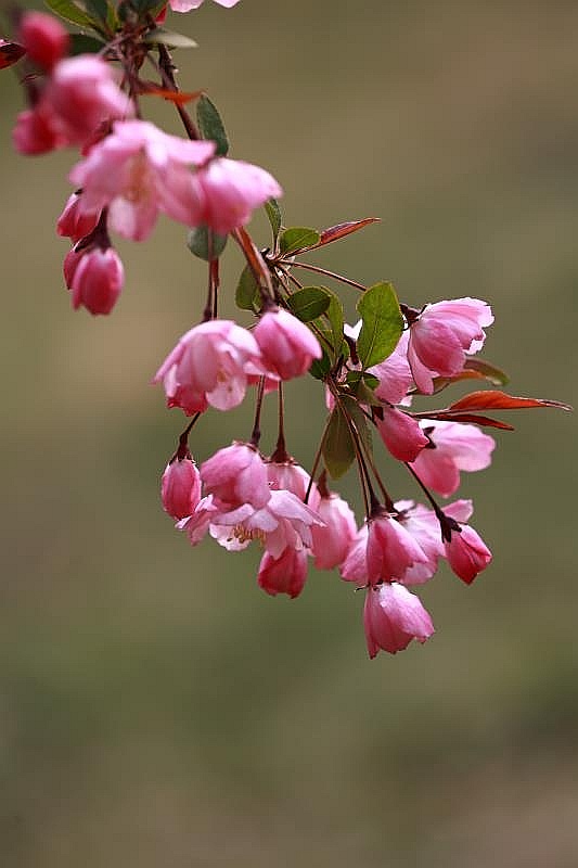垂丝海棠,四种名贵木本海棠:西府海棠,垂丝海棠,贴梗海棠和木瓜