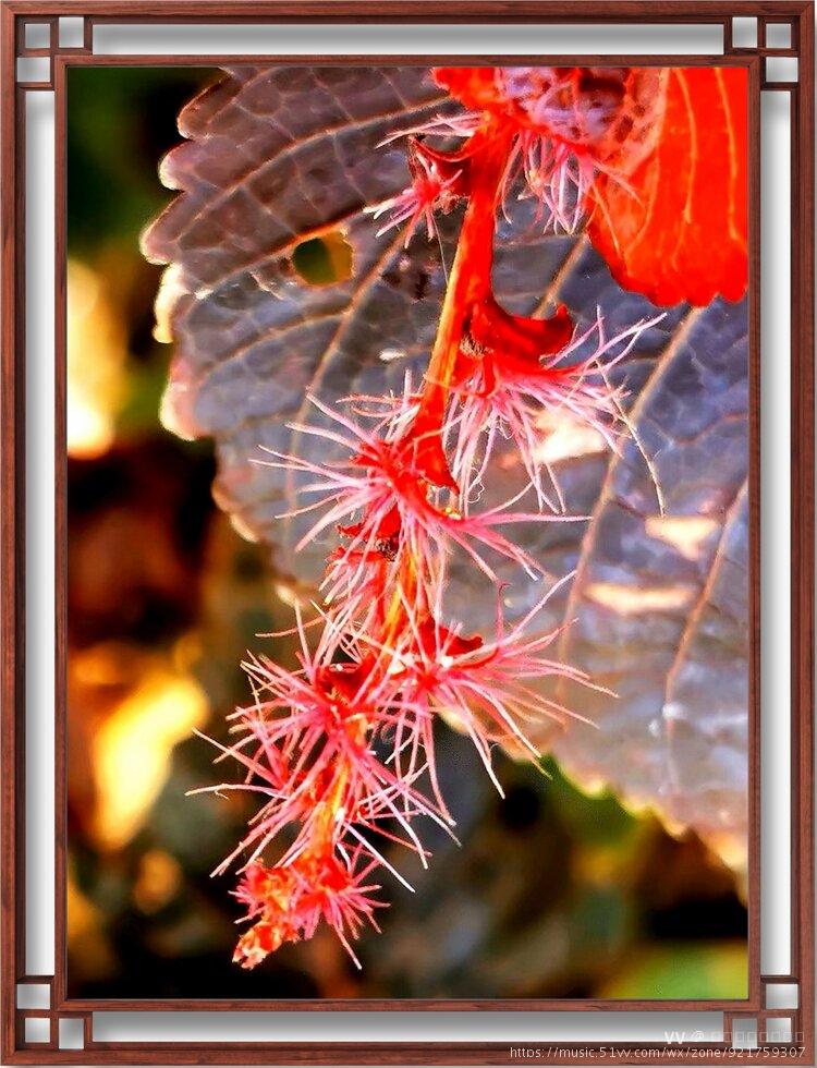 首发超级微距拍红桑的花