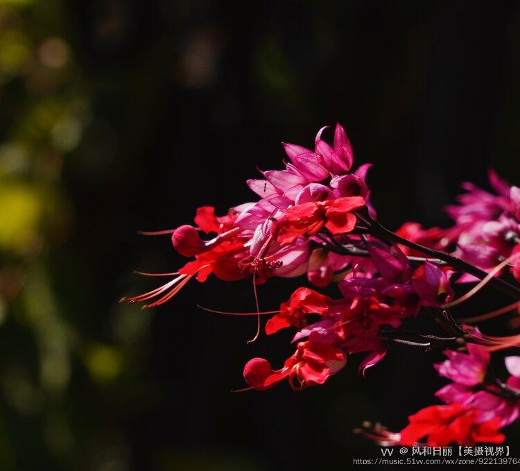 原創首發紅萼龍吐珠