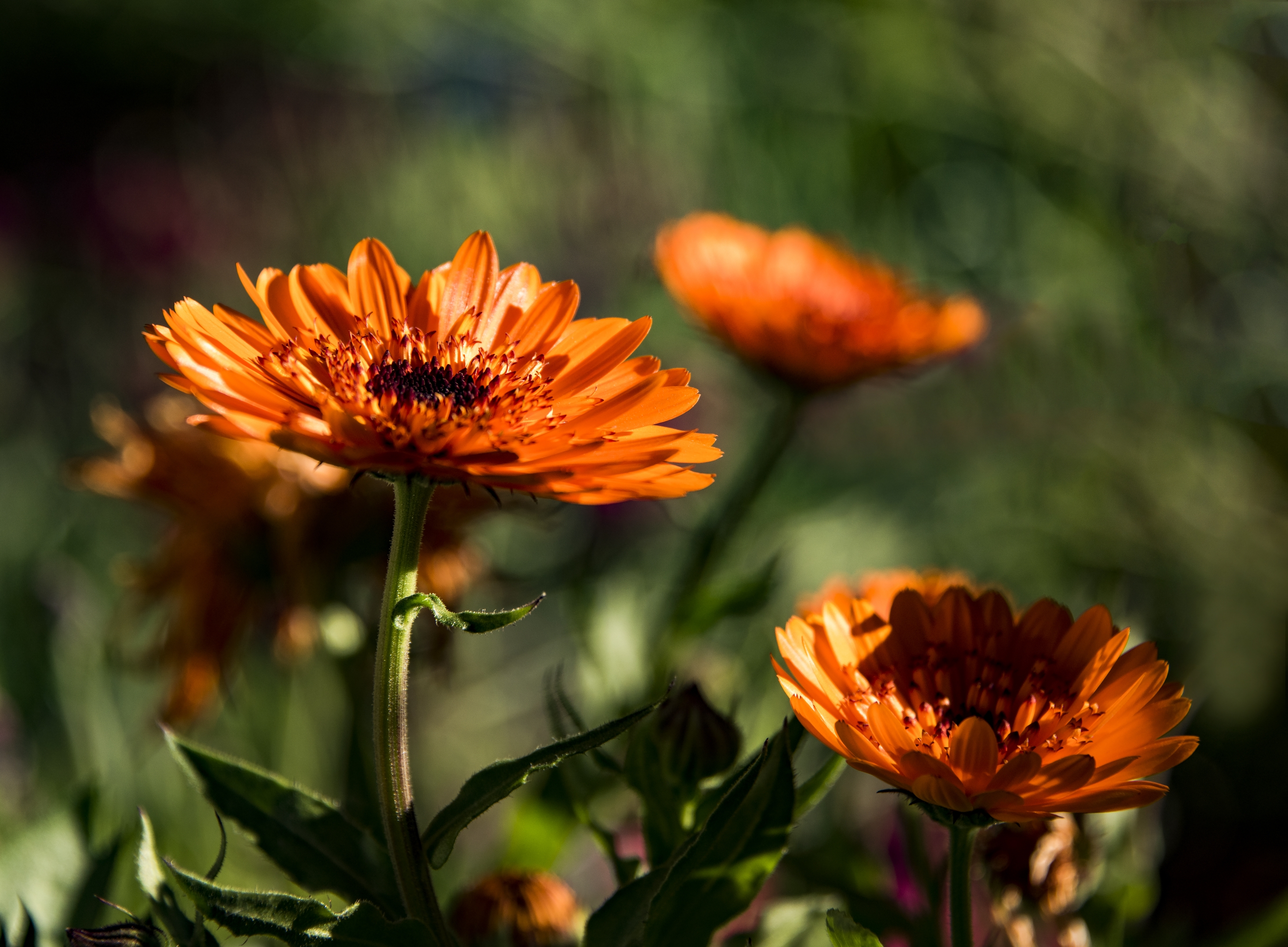 生机勃勃的金盏菊【首发】