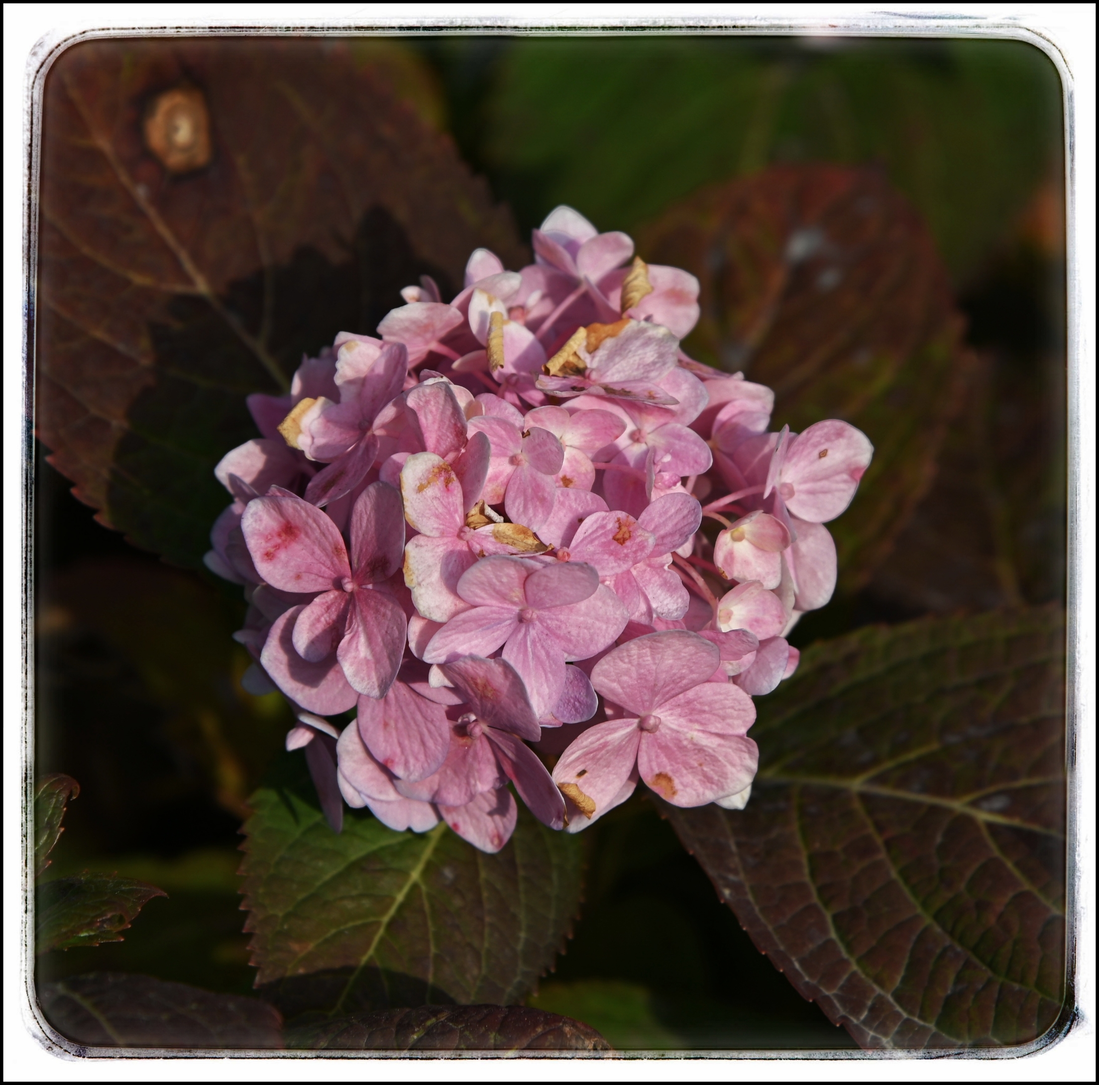 【首发】会变色的绣球花