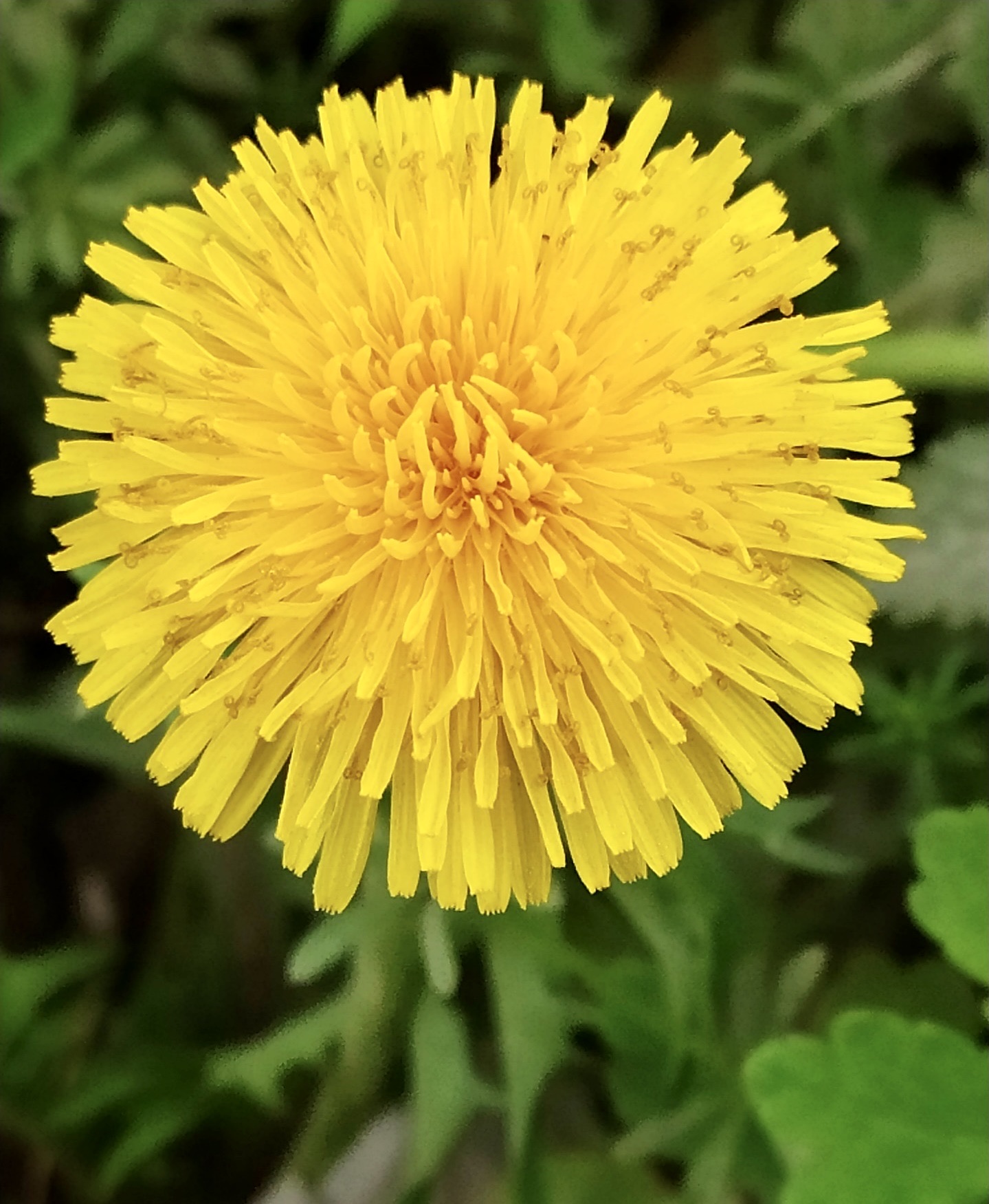 [首发]蒲公英花
