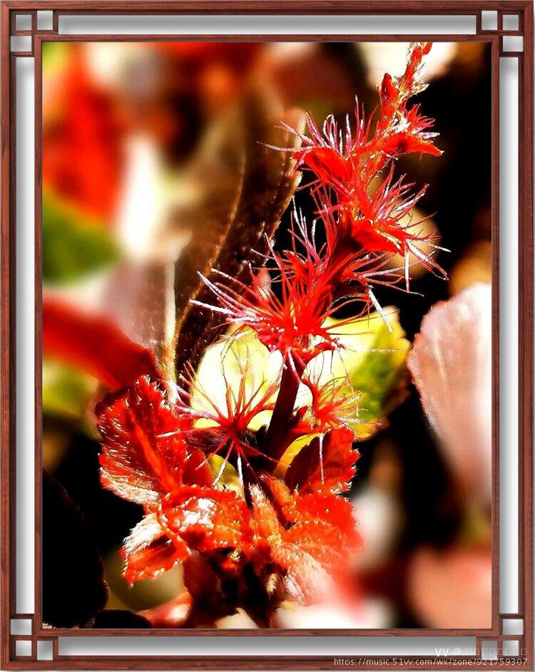 首发超级微距拍红桑的花