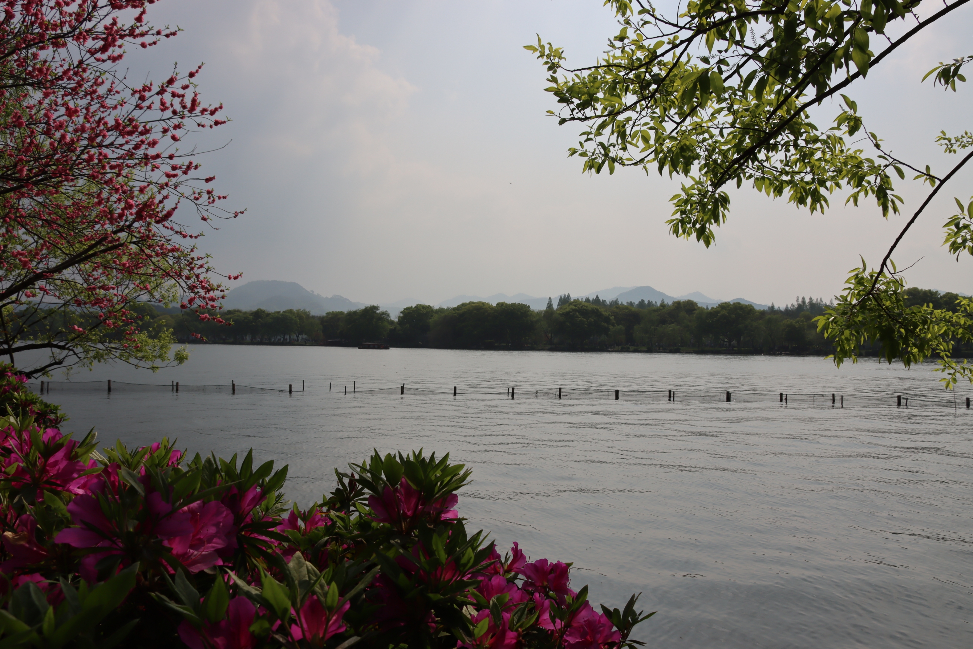 【首发】七律一湖烟雨一湖春