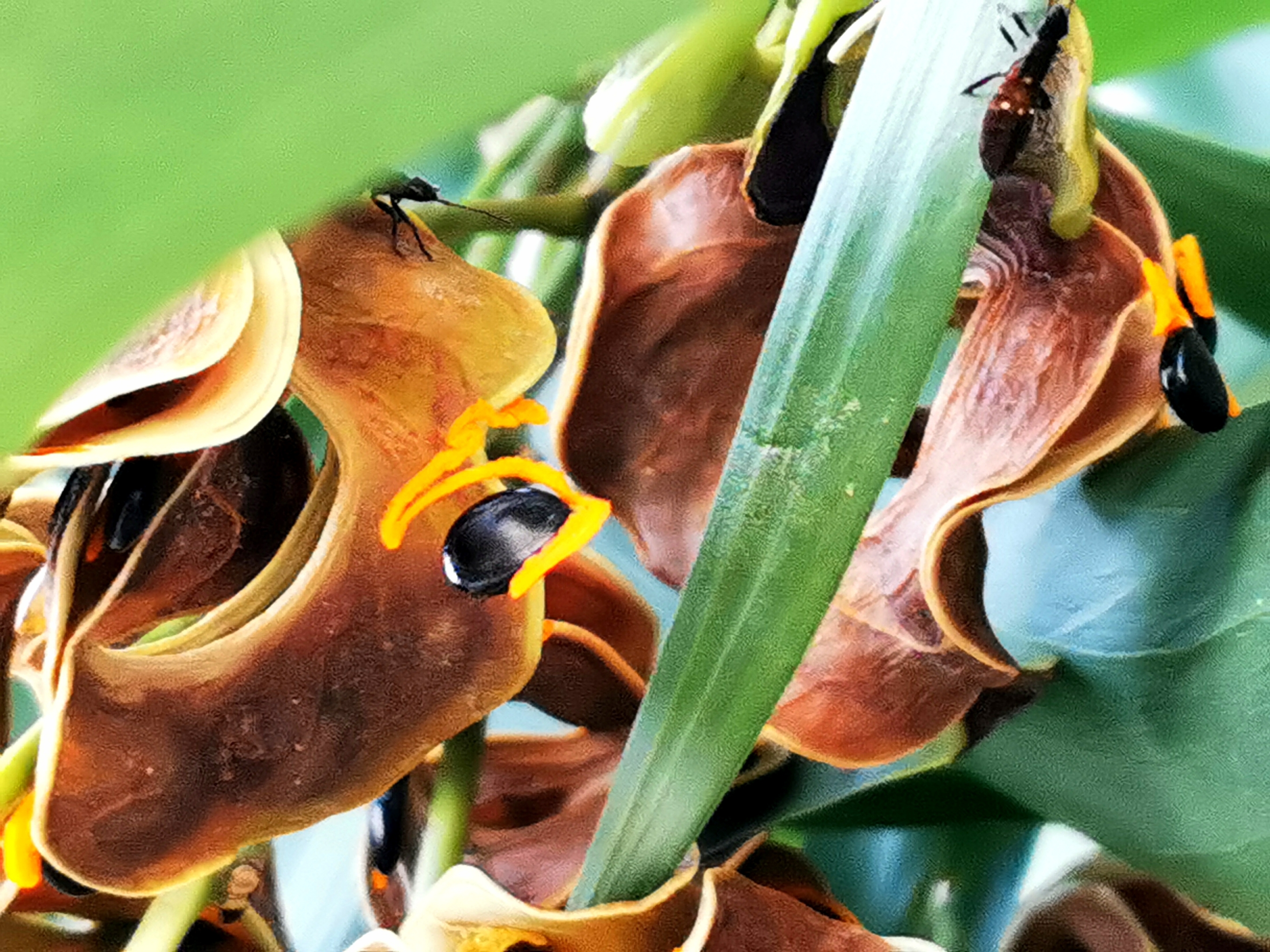 【首发】大叶相思奇异有趣的果实(一)