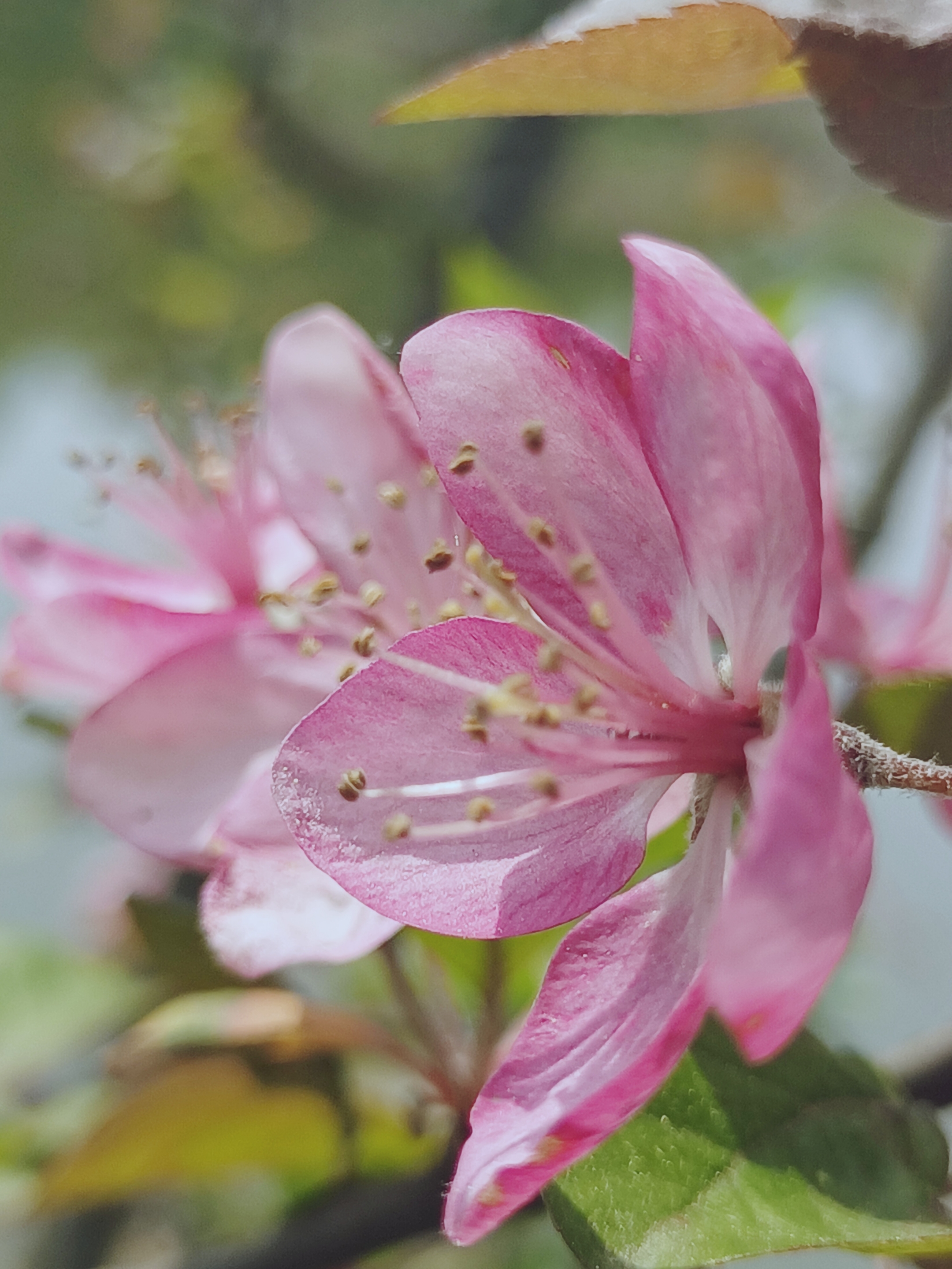 【摄影首发】微距的海棠花