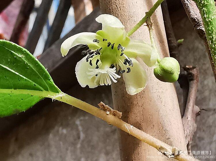 软枣猕猴桃开花图片图片