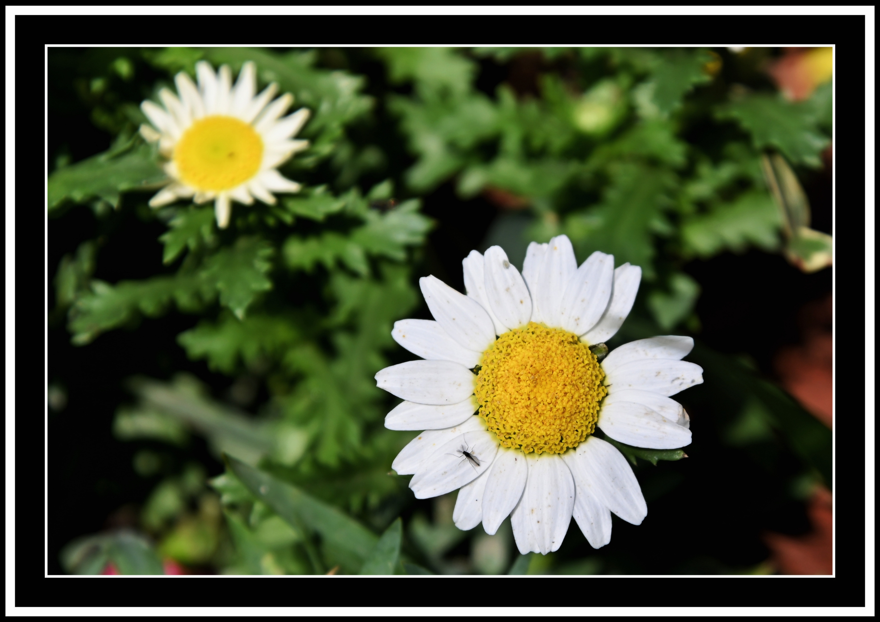 白晶菊【首发】