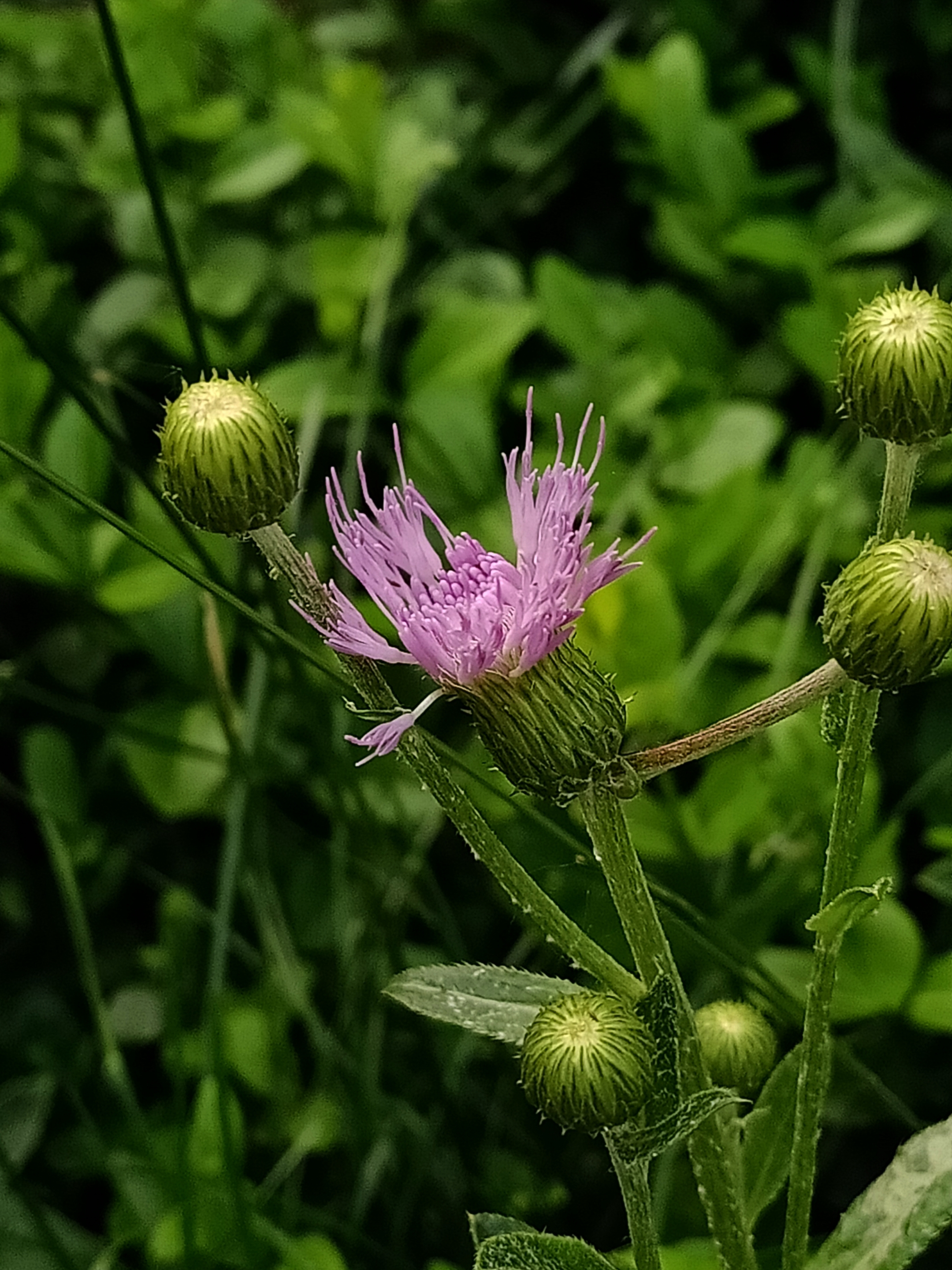 刺儿菜 首发