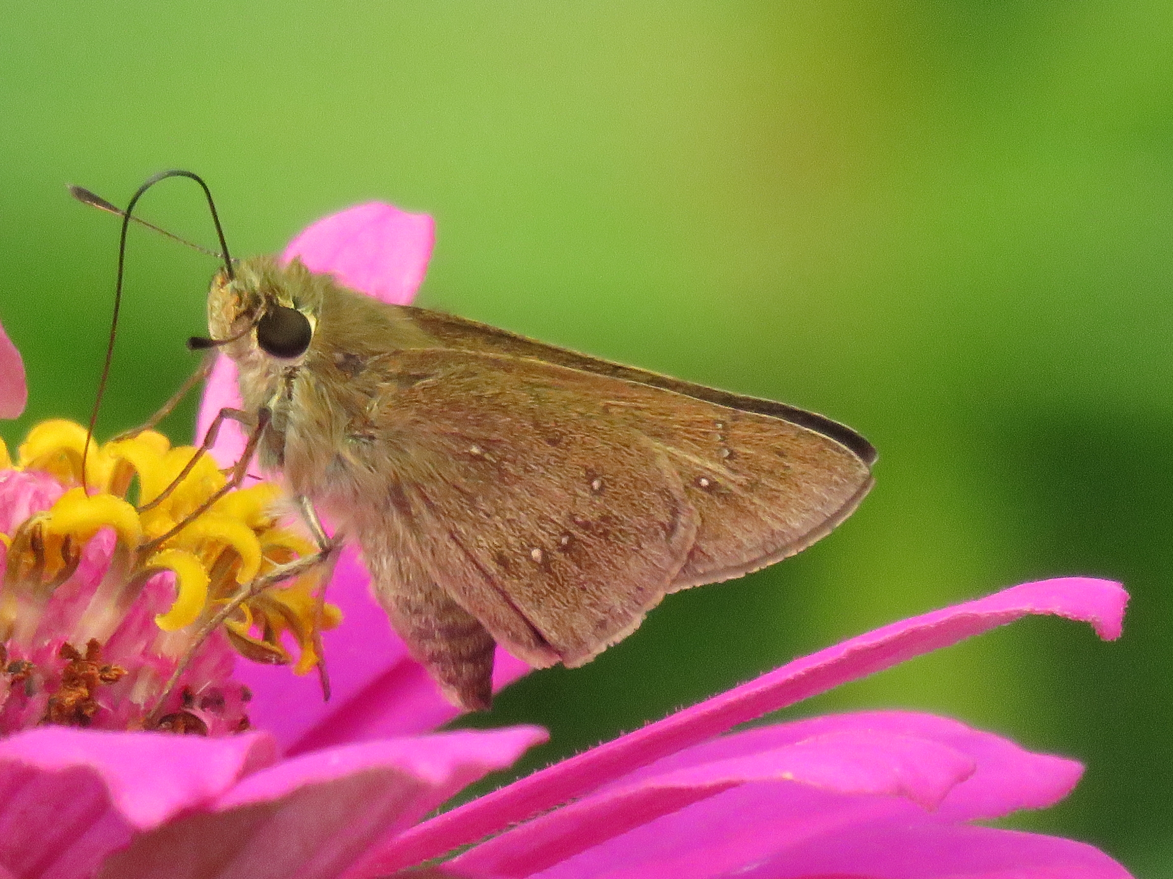 【首发】稻苞虫